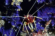 Lysmatella prima crevette de Ambon red strip cleaner shrimp Lembeh Rojos-12m-20241012-da-DSC_4385_tn
